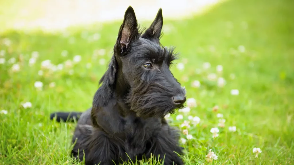 Terrier szkocki – poznaj rasę!