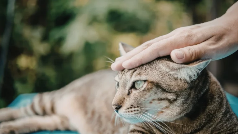 Ręka głaszcząca kota pręgowanego. Dowiedz się, czy można się zarazić robakami od kota podczas pieszczot.