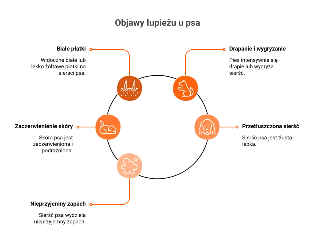 Infografika przedstawiająca objawy łupieżu u psa, takie jak białe płatki i zaczerwienienie skóry
