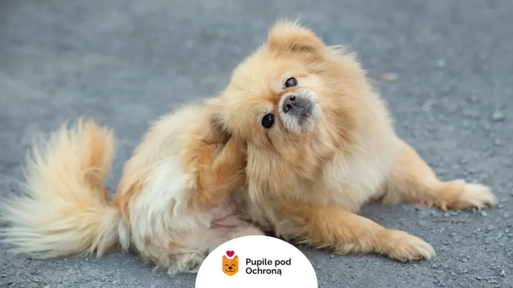 Mały pies drapiący się, co wskazuje na łupież u psa i potrzebę konsultacji z lekarzem