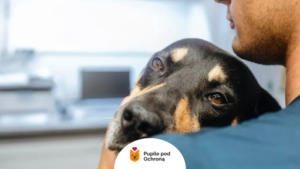 Weterynarz diagnozuje i dobiera leczenie na krew w kale u psa.