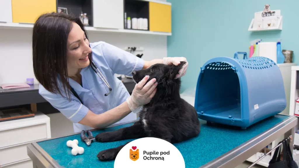 Zatroskany opiekun wspiera zwierzaka, gdy pojawi się krew w kale u psa.