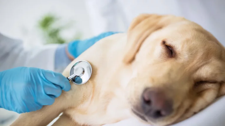 Lekarz bada psa, gdy wystąpi u niego krew w kale