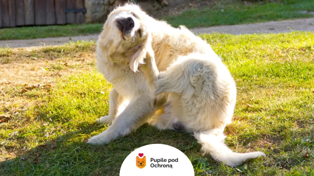 Jasny pies drapiący się na trawie, co sugeruje łupież u psa i możliwe alergie.