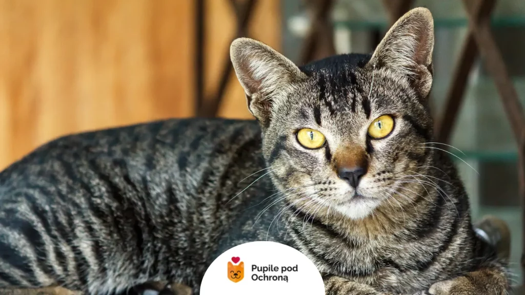 Bliskie ujęcie kota o żółtych oczach.