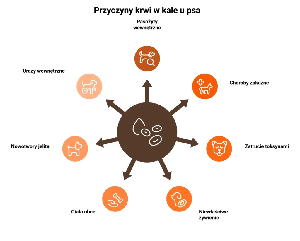 Infografika pokazująca najczęstsze przyczyny krwi w kale u psa