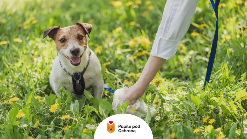 Krew w kale u psa - diagnostyka