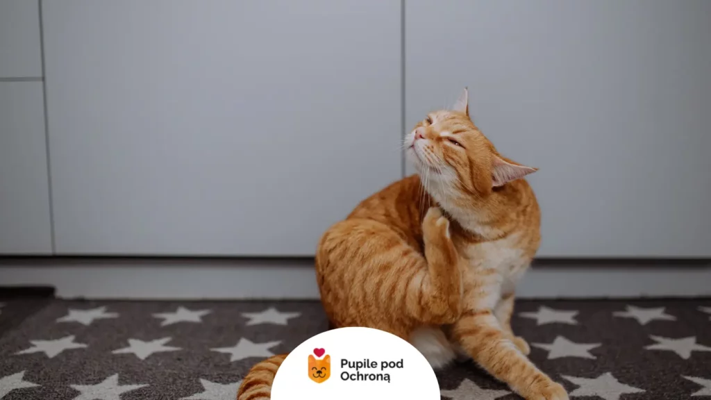 Rudy kot drapiący się po szyi. Pchły mogą przenosić robaki od kota, w tym tasiemca.