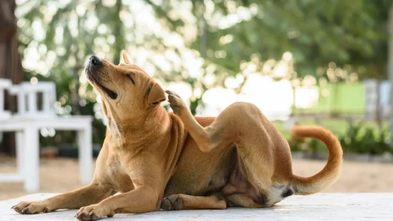 Brązowy pies drapiący się po uchu, co może sygnalizować łupież u psa i świąd skóry
