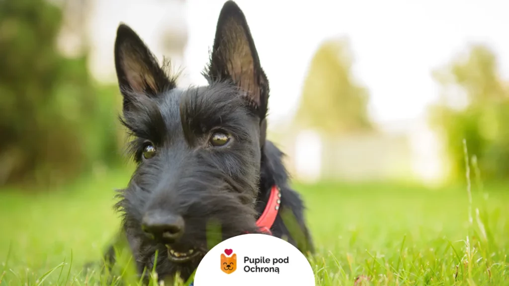 Zbliżenie na głowę rasy terrier szkocki z czerwoną obrożą.