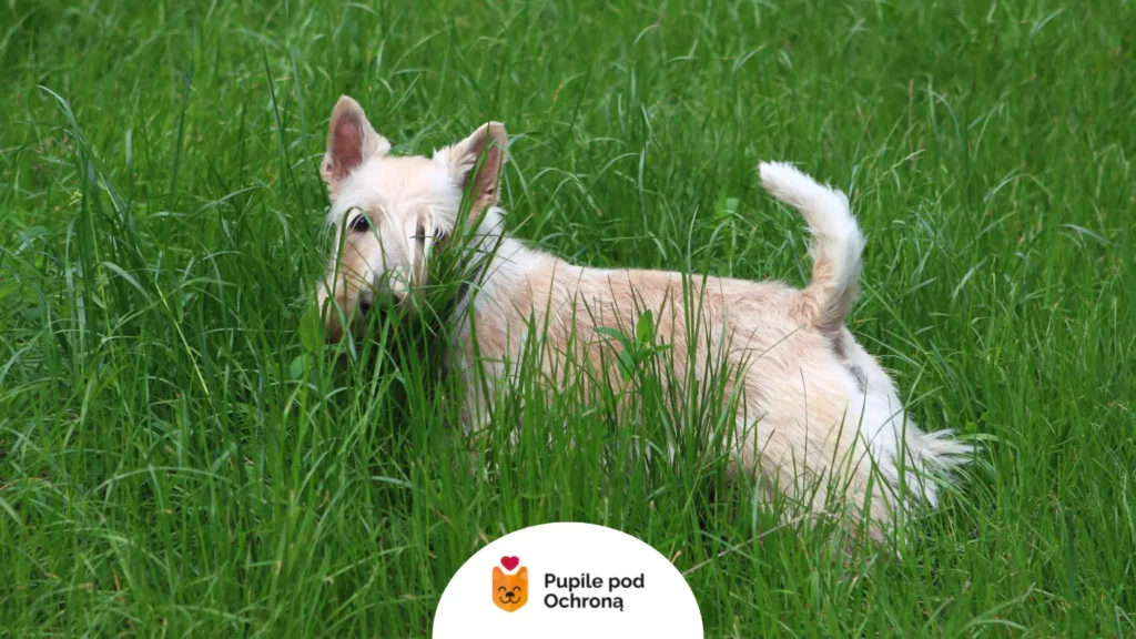 Pszeniczny terrier szkocki stojący w wysokiej trawie.