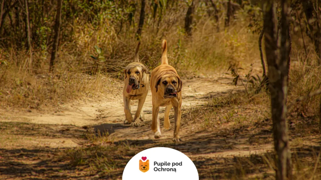 Dwa duże psy rasy boerboel biegają swobodnie po piaszczystej drodze w otoczeniu drzew.
