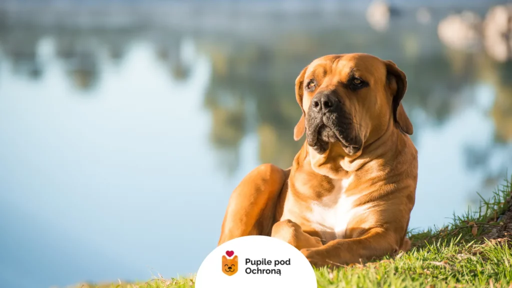 Dorosły boerboel odpoczywa na zielonej trawie nad brzegiem wody w słoneczny dzień.