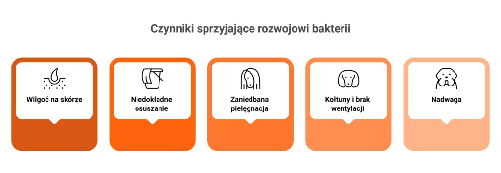 Czynniki ryzyka i gronkowiec u psa - infografika