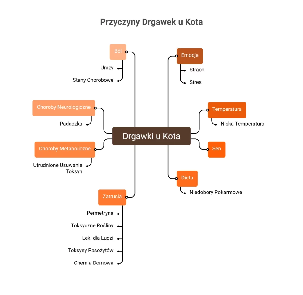 Poznaj najczęstsze biologiczne i środowiskowe przyczyny drgawek u kota.