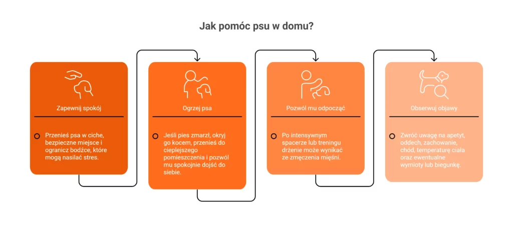 Schemat pierwszej pomocy. Dowiedz się, co zrobić i dlaczego pies się trzęsie w domu.