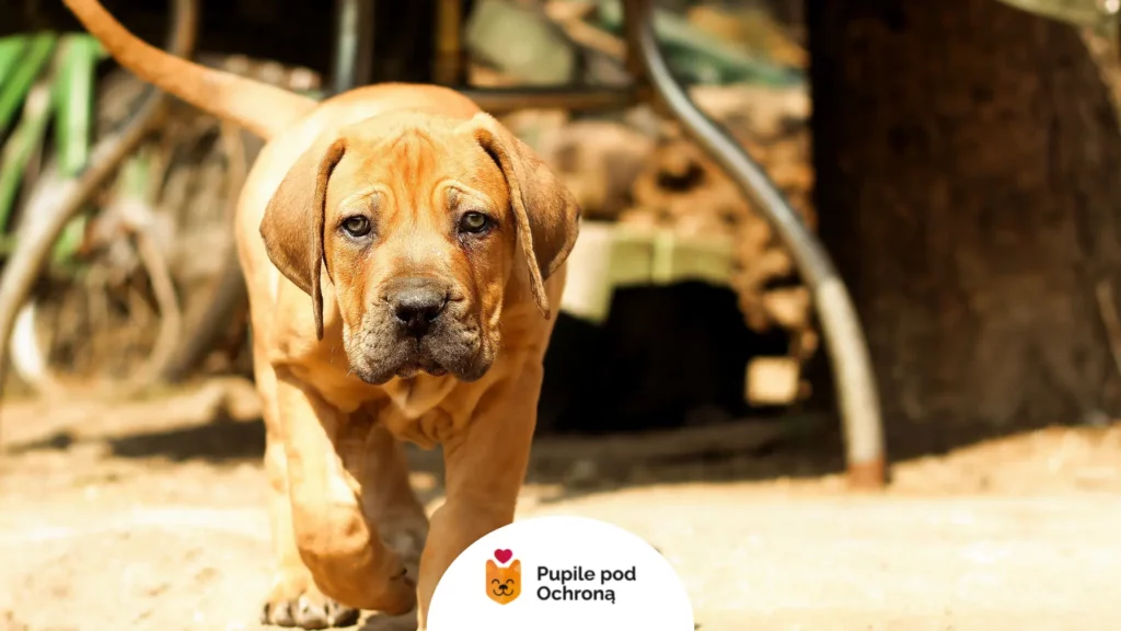 Młody, uroczy szczeniak rasy boerboel idzie pewnym krokiem w stronę aparatu.