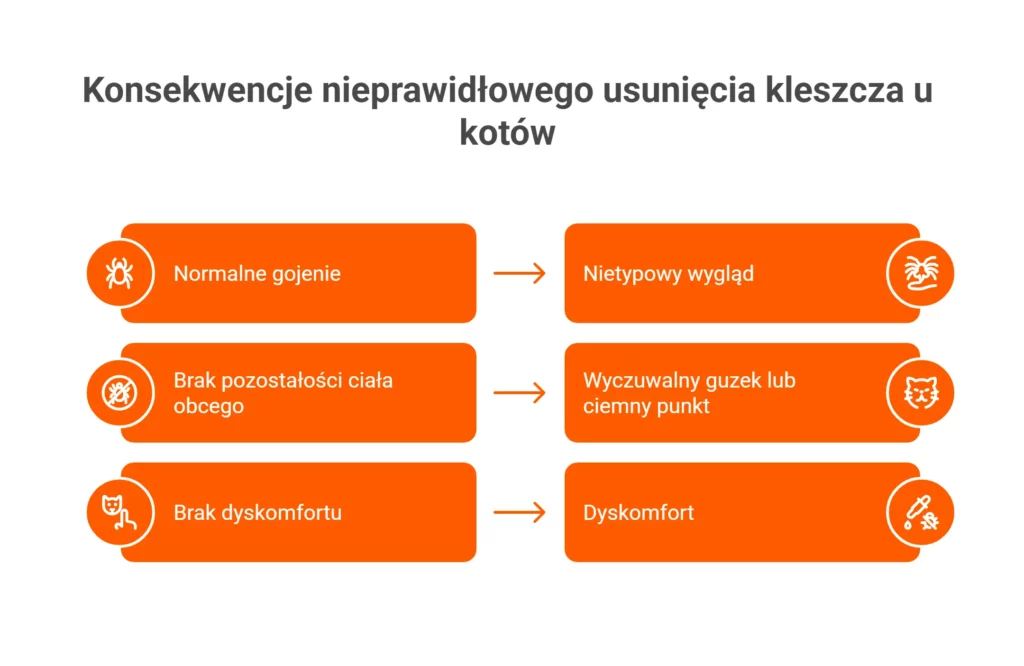 Infografika: urwany kleszcz u kota. Objawy i konsekwencje, gdy urwany kleszcz u kota zostanie w skórze