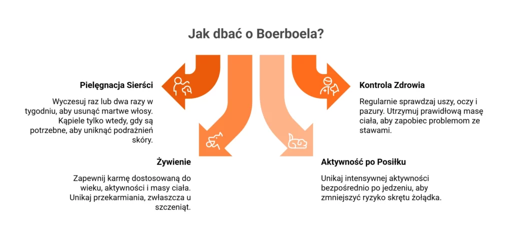 Grafika edukacyjna omawiająca pielęgnację, żywienie, kontrolę zdrowia oraz aktywność po posiłku u boerboela.