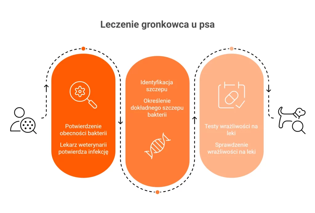 Etapy leczenia zakażenia, jakim jest gronkowiec u psa.