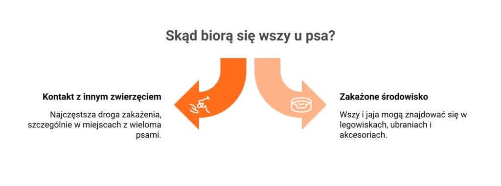 Infografika przedstawiająca drogi zakażenia i to, skąd biorą się wszy u psa.