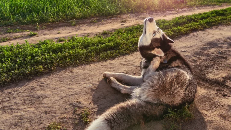 Pies rasy husky drapiący się