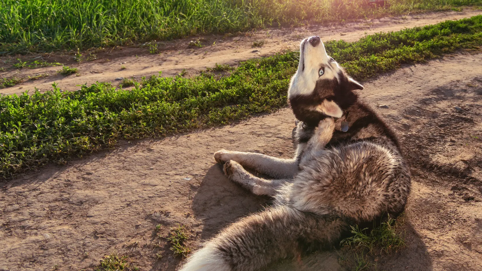 Pies rasy husky drapiący się