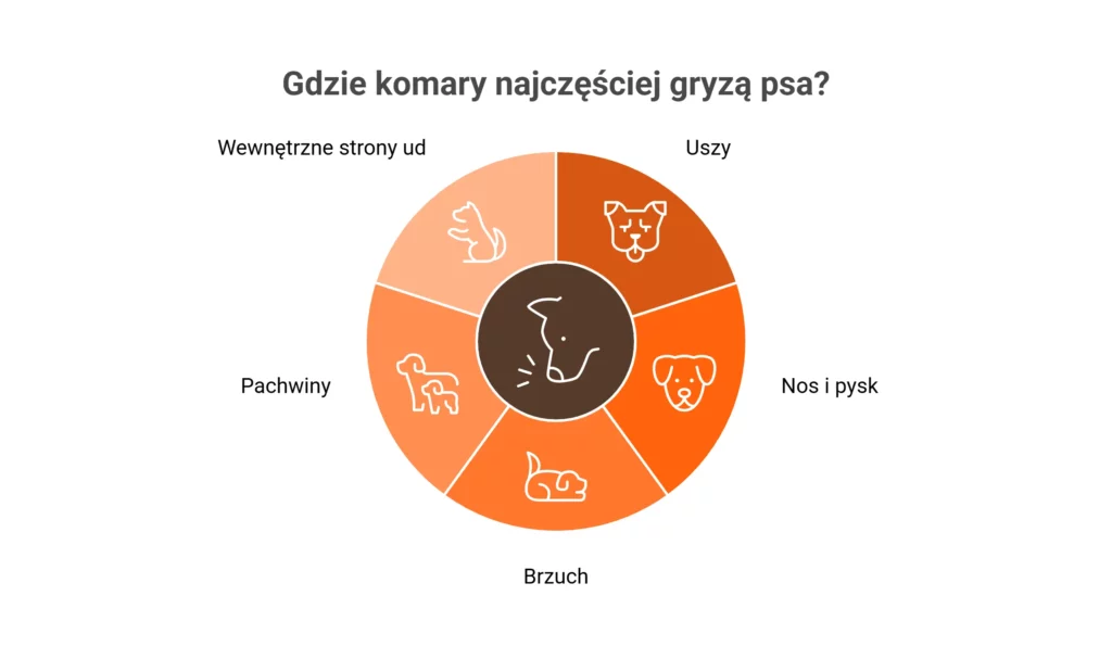 Wykres kołowy pokazujący, gdzie komary najczęściej gryzą psa, uwzględniający brzuch, uszy i pachwiny.