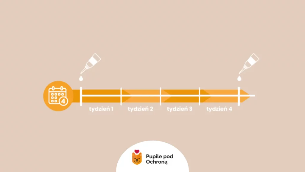 Grafika przedstawiająca 4 tygodnie ochrony. Regularna ochrona psa przed kleszczami to podstawa.