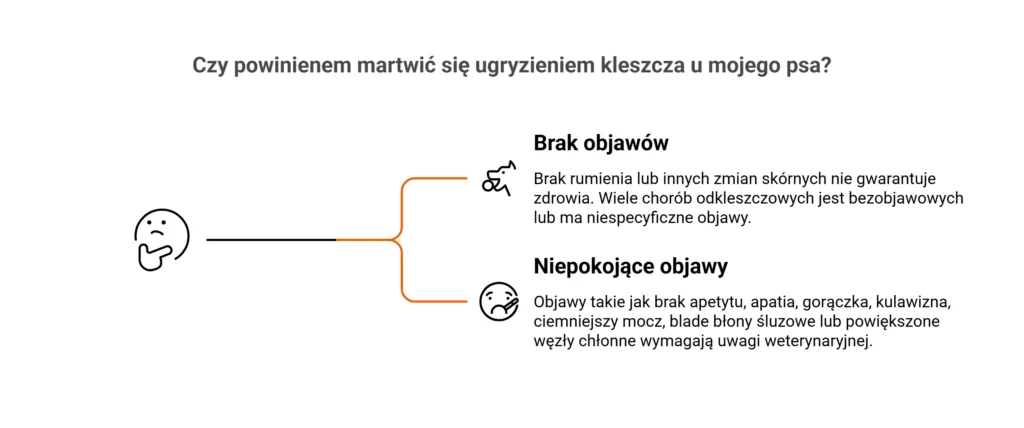 Czy rumień po kleszczu u psa jest groźny? Infografika z objawami chorób odkleszczowych.