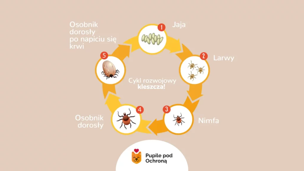 Infografika przedstawiająca cykl rozwojowy kleszcza. Ochrona psa przed kleszczami jest ważna cały rok.