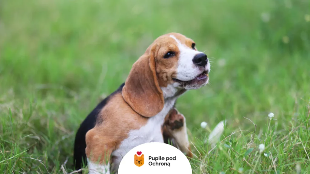 Szczeniak rasy beagle drapie się na zielonej trawie.
