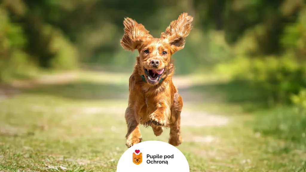 Radosny cocker spaniel biegnący w parku w trakcie wakacji na wyjazd z psem.