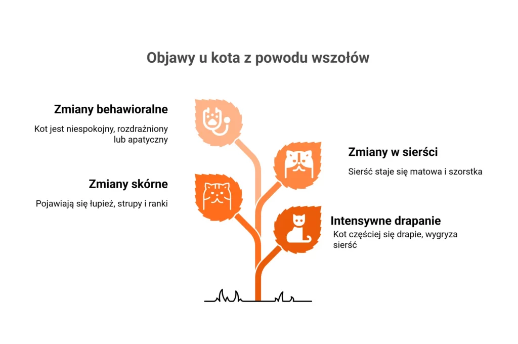 infografika obrazująca najczęstsze symptomy, jakie wywołują wszoły u kota.