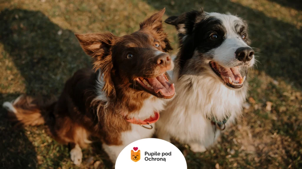 Dwa psy border collie siedzą obok siebie na trawie, ważna ochrona psa przed owadami.
