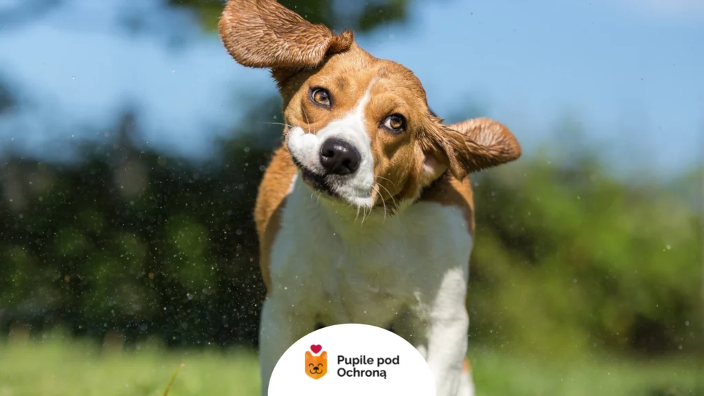 Pies beagle energicznie otrzepuje się na łące, kluczowa ochrona psa przed owadami.