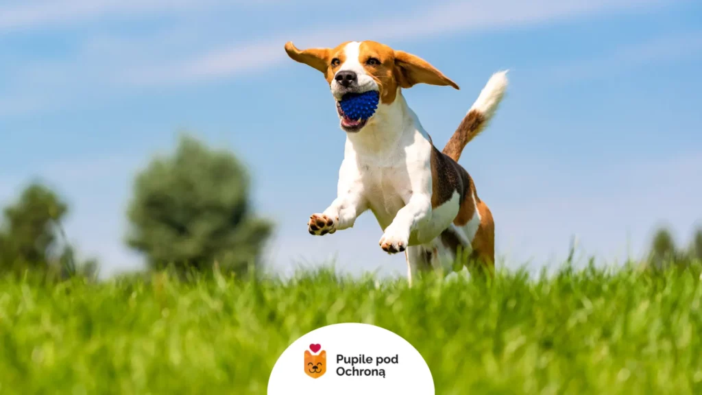 Skaczący pies rasy beagle z niebieską piłką