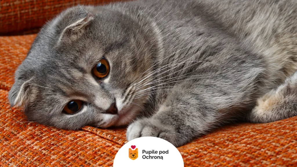 Leżący szary kot na pomarańczowej kanapie – czy kot płacze z powodu emocji?