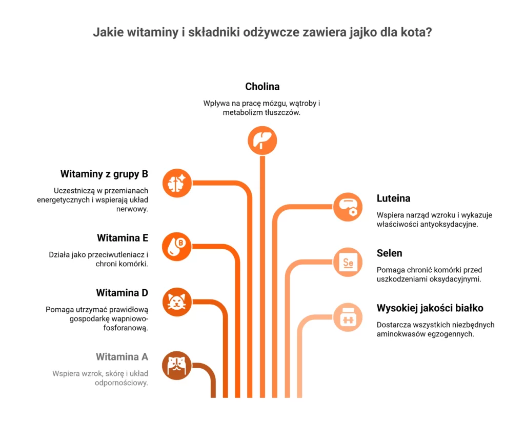 Infografika przedstawiająca wartości odżywcze, jakie zawiera jajko dla kota.