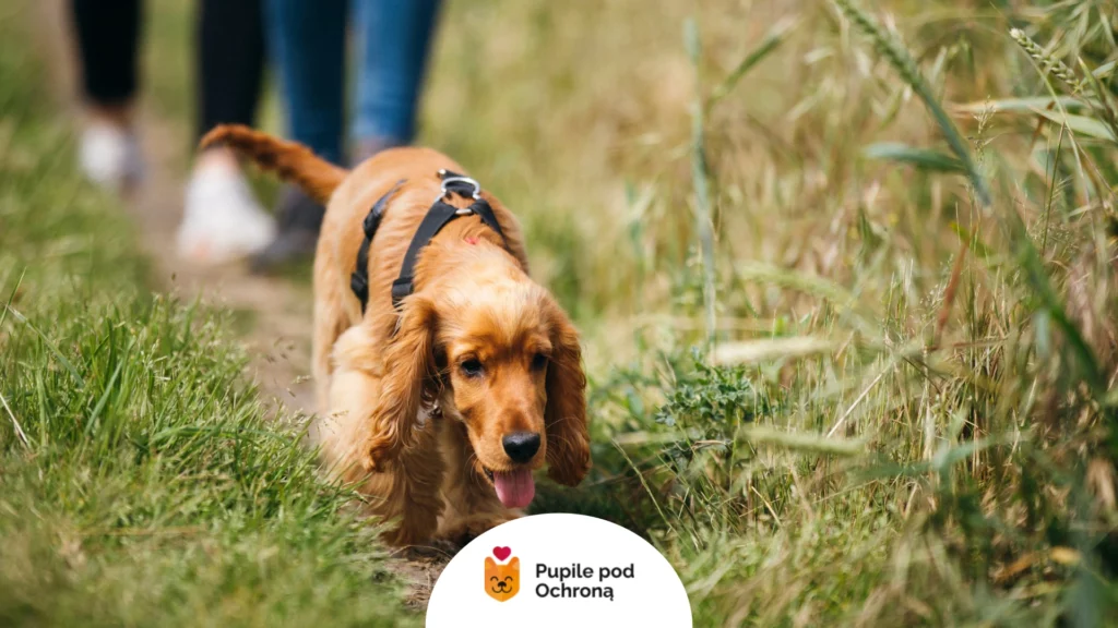 Cocker spaniel w obroży wędruje w wysokiej trawie, potrzebna ochrona psa przed owadami.