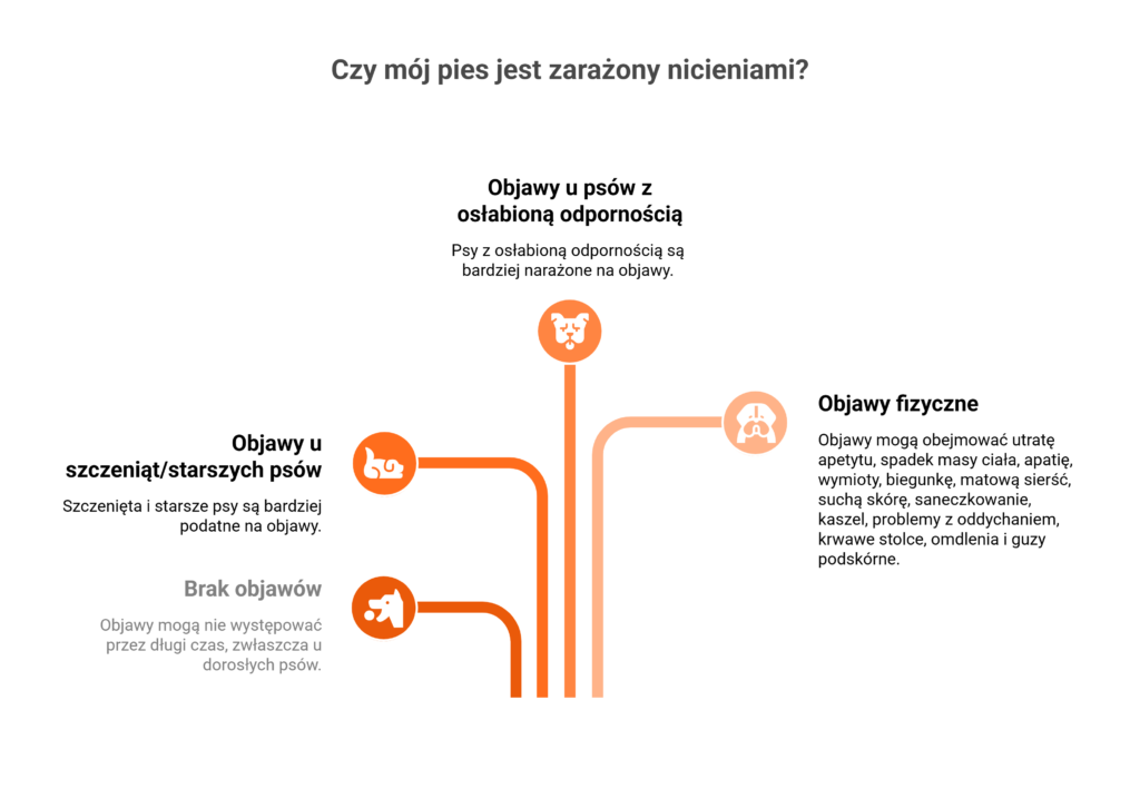 Schemat graficzny przedstawiający drogi zarażenia i objawy na nicienie u psa.