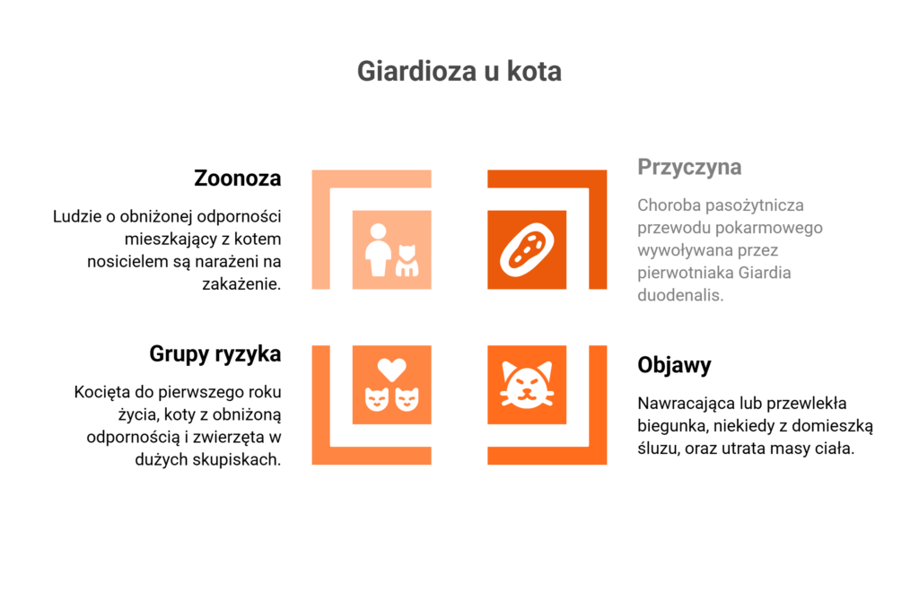Infografika przedstawiająca przyczyny, grupy ryzyka i objawy, które daje giardioza u kota.