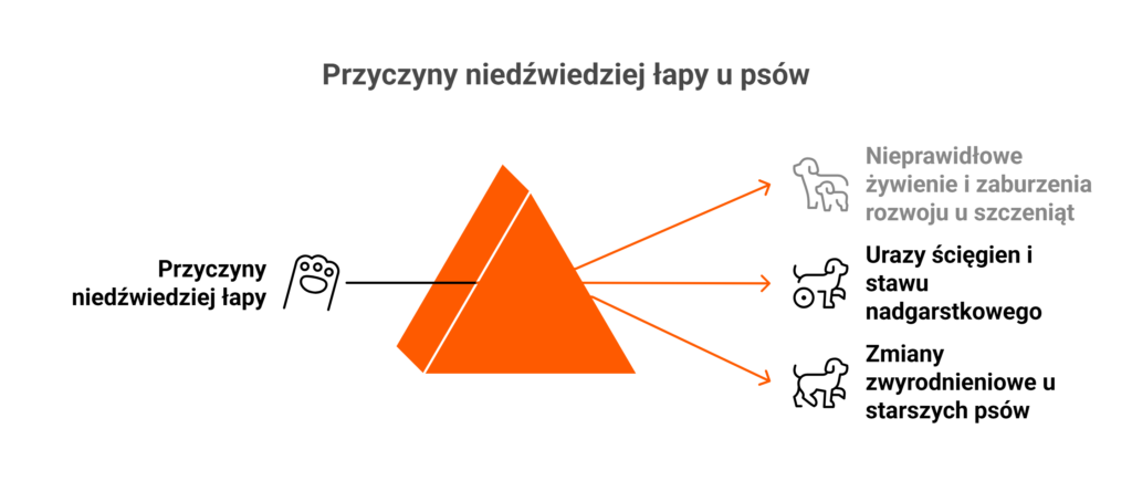Infografika przedstawiająca przyczyny schorzenia niedźwiedzia łapa u psa – od diety po urazy.