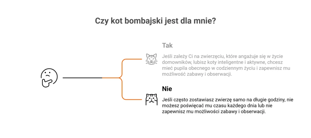 Dla kogo jest kot bombajski