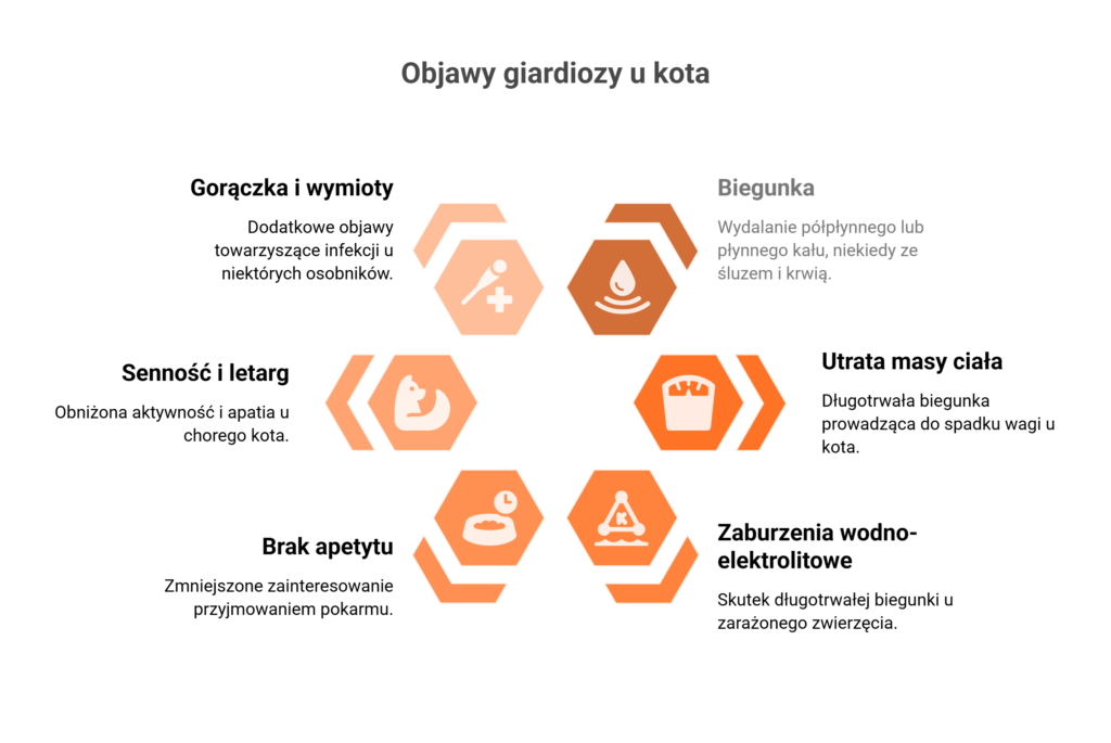 Infografika prezentująca najczęstsze symptomy chorobowe, jakie wywołuje giardioza u kota.