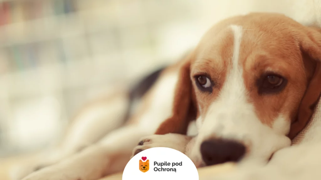 Apatyczny pies rasy beagle leżący na posłaniu jako symptom wywołany przez nicienie u psa.