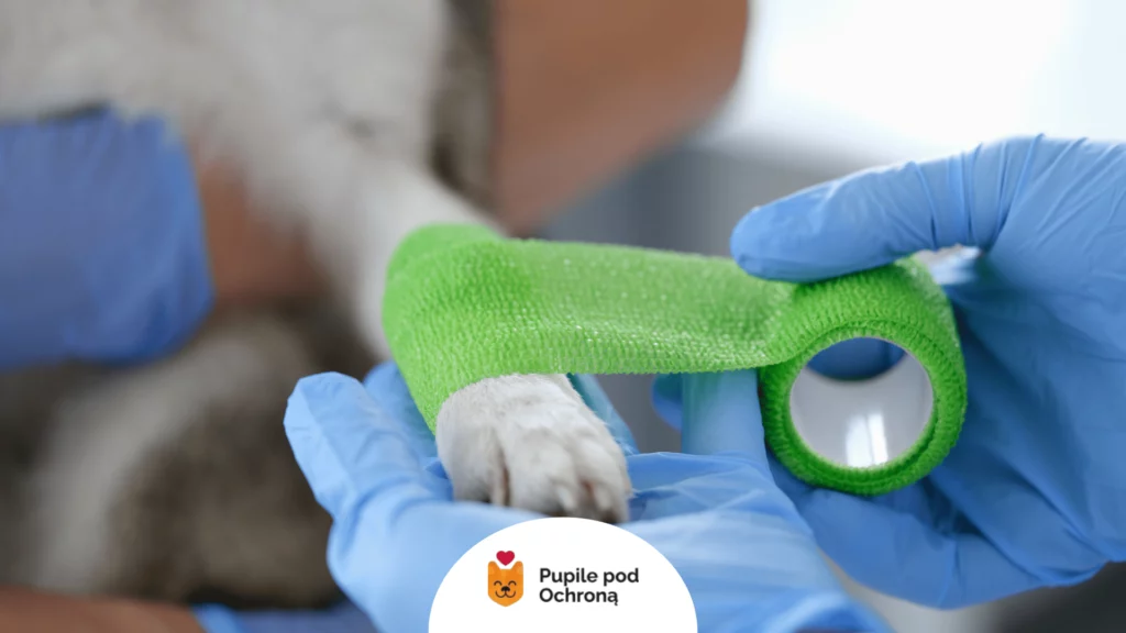 Weterynarz bandażuje łapę psa – leczenie i zabiegi na schorzenie niedźwiedzia łapa u psa.
