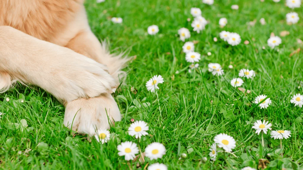 Zdrowe łapy psa na trawie pośród stokrotek – profilaktyka schorzenia niedźwiedzia łapa u psa.