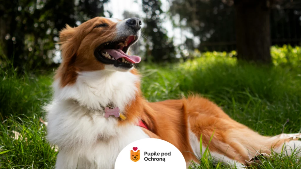 Zdrowy i radosny border collie odpoczywający na trawie zabezpieczony na nicienie u psa.