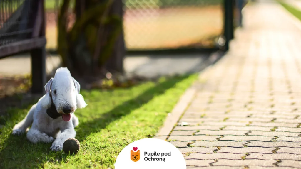 Bedlington terrier leżący na trawie obok piłeczki na kostce brukowej